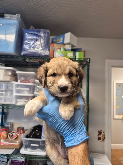 Photo of iRobot, adoptable Australian Shepherd in Bolivar, Missouri
