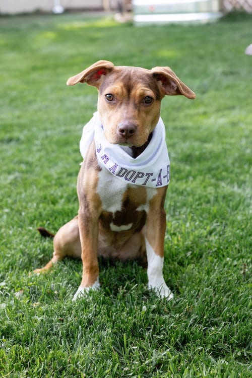 Photo of Sally Sue, adoptable Pit Bull Terrier in Crete, Illinois