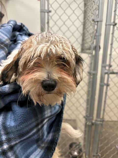 Photo of Teddy, adoptable Shih Tzu in Rosenberg, Texas