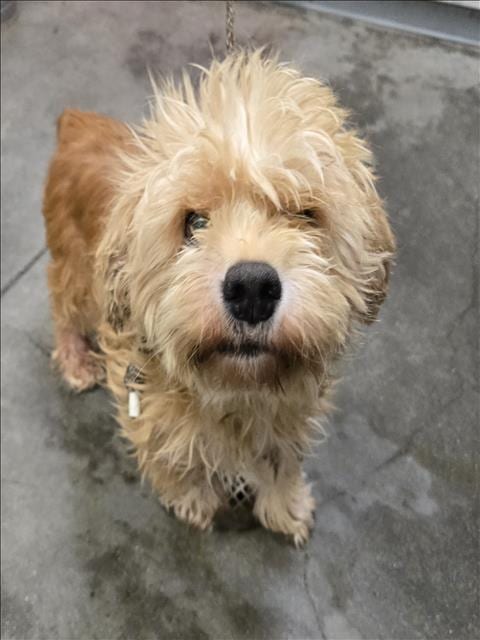 Photo of Mashed Potatoes, adoptable Yorkshire Terrier Yorkie in Los Angeles, California