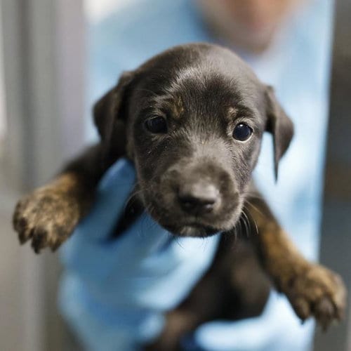 Photo of Sapphire, adoptable Doberman Pinscher in San Antonio, Texas