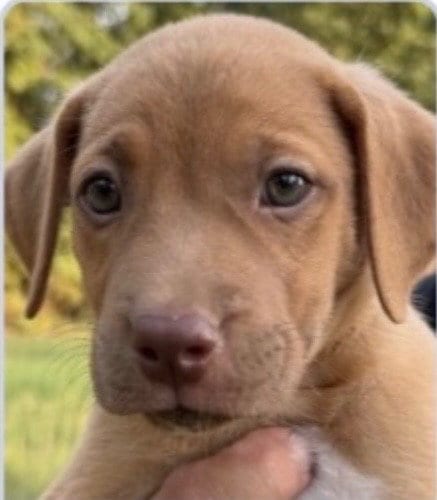 Photo of Ray Allen, adoptable Hound in Canton, Connecticut