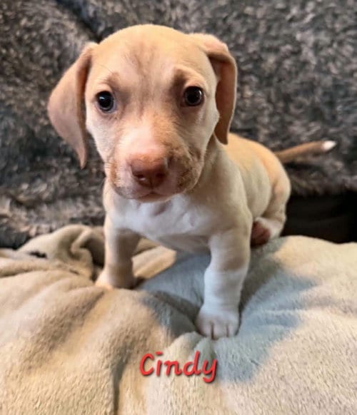 Photo of Cindy, adoptable Beagle in Anchorage, Alaska