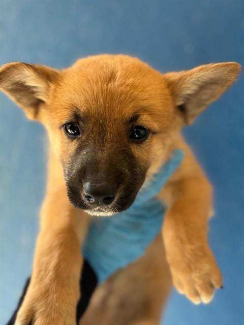 Photo of A256419, adoptable Australian Cattle Dog/Blue Heeler in Visalia, California