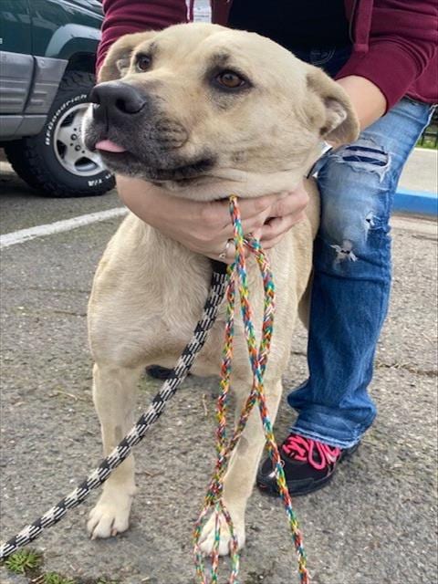 Photo of Princessa, adoptable German Shepherd Dog in Stockton, California