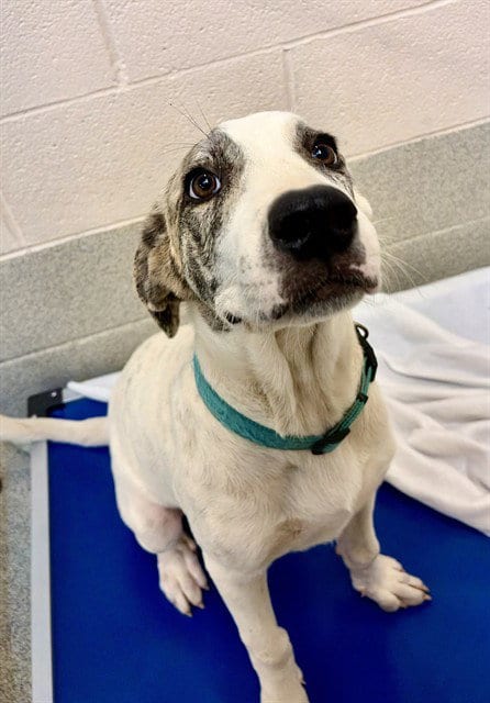 Photo of Fiona, adoptable Australian Cattle Dog/Blue Heeler in Statesville, North Carolina