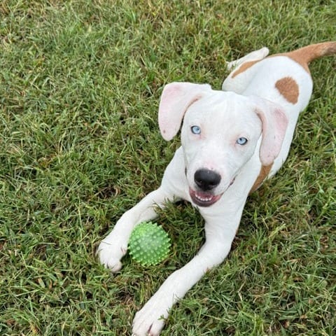 Photo of Ghostly, adoptable Hound in Chesapeake, Virginia