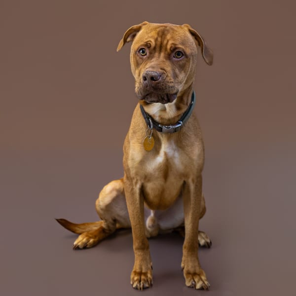 Photo of Maple, adoptable Pit Bull cross in Lawrenceville, Georgia