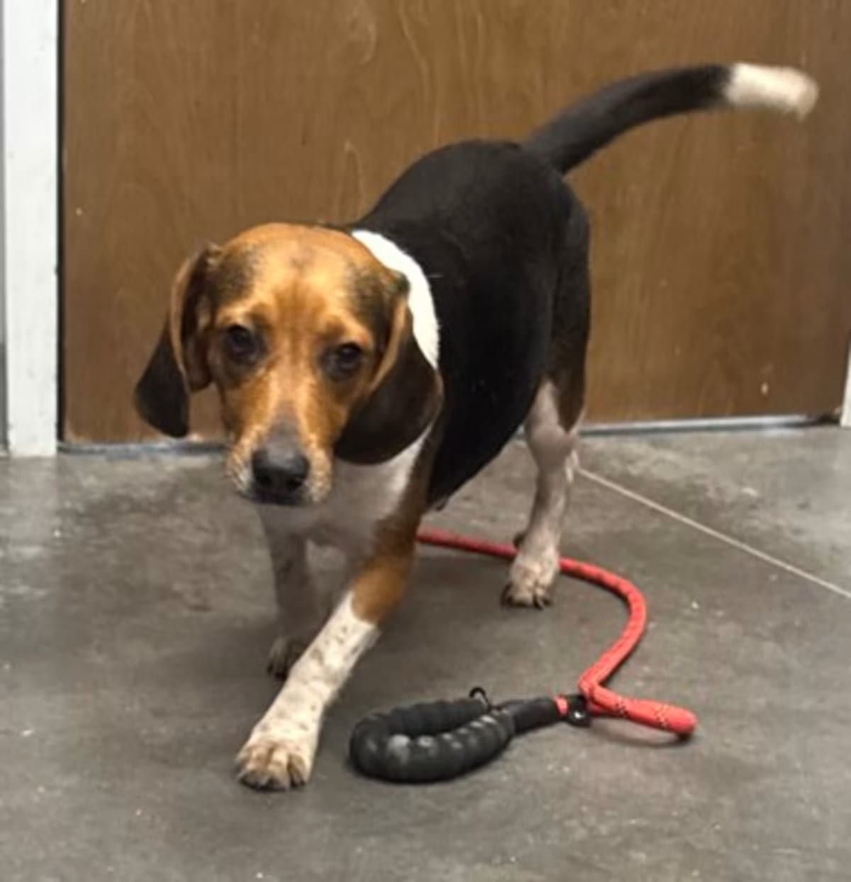Photo of 07796B Blair, adoptable Beagle in Moncks Corner, South Carolina