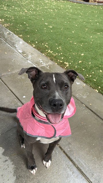 Photo of Lucy, adoptable Pit Bull Terrier in Lancaster, California