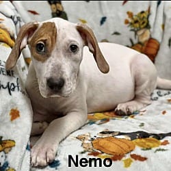 Photo of Nemo meet me 10/17, adoptable Hound (Unknown Type) in East Hartford, Connecticut