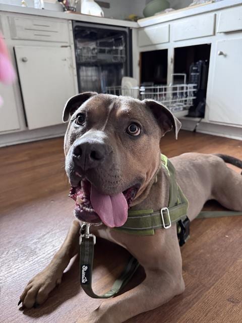 Photo of Dandelion, adoptable American Bulldog in Methuen, Massachusetts