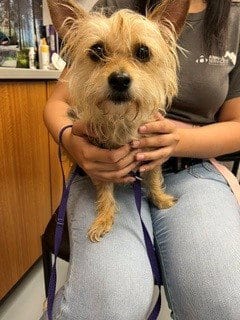 Photo of Zuri, adoptable Yorkshire Terrier Yorkie in St. Cloud, Florida