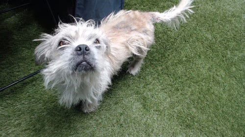 Photo of Sparkles, adoptable Terrier in Downey, California