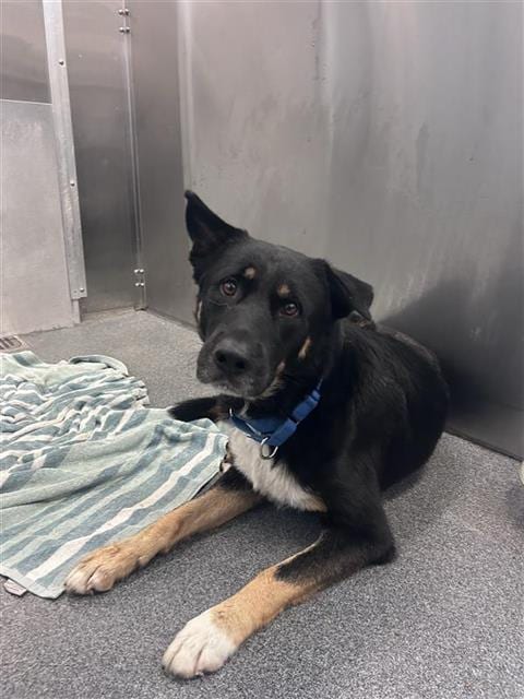 Photo of Billy, adoptable Mixed Breed