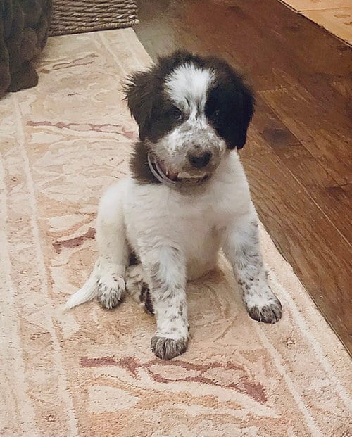 Photo of Chloe, adoptable Australian Shepherd in Dallas, Texas