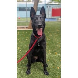 Photo of Nuna, adoptable Belgian Malinois in Chatsworth, California