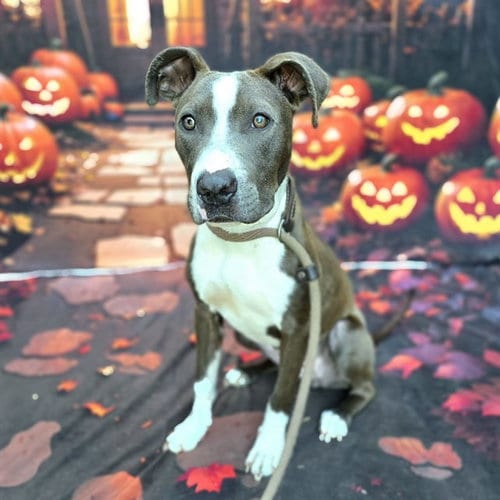 Photo of Cali, adoptable Pit Bull Terrier in Long Beach, California