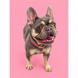 Photo of Coco, adoptable French Bulldog in Doral, Florida
