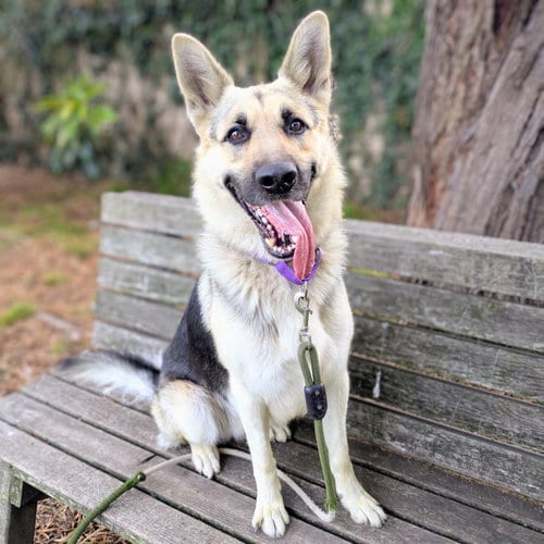 Photo of Ranger, adoptable German Shepherd Dog in Oakland, California