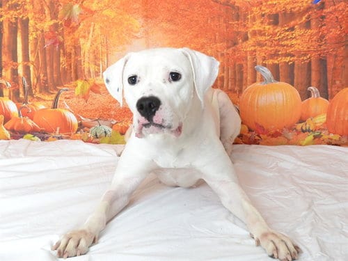 Photo of Shyanne, adoptable Boxer in Oroville, California