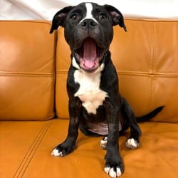 Photo of 1076 (2026) Cordelia, adoptable American Pit Bull Terrier Mixed Breed (Medium) in Parker, Colorado
