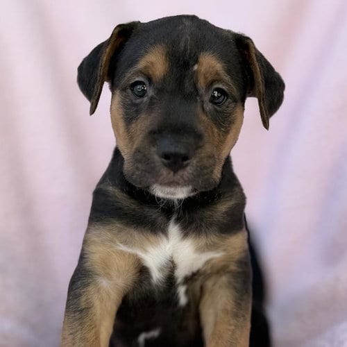 Photo of Chalk Pup - Dover, adoptable Spaniel in San Diego, California