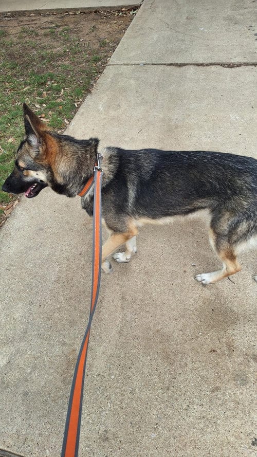 Photo of Shay, adoptable German Shepherd Dog in Roanoke, Texas
