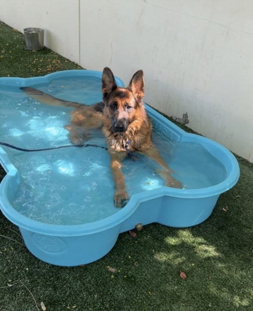 Photo of Misty, adoptable German Shepherd Dog in Chatsworth, California