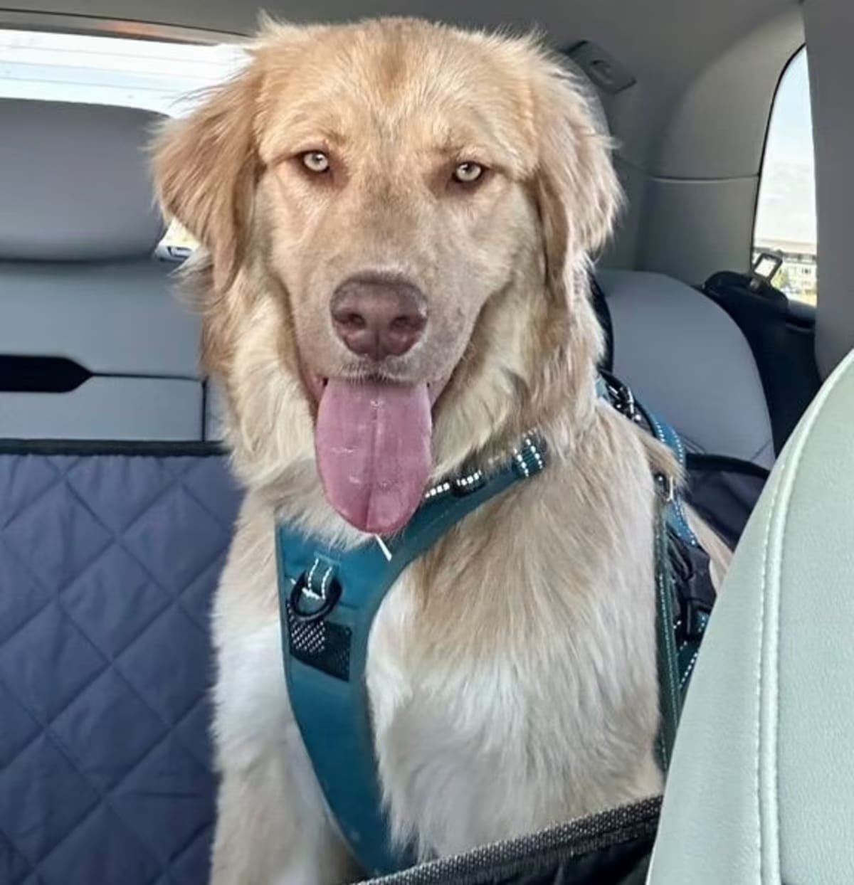 Photo of Gemma, adoptable Golden Retriever in Denver, Colorado