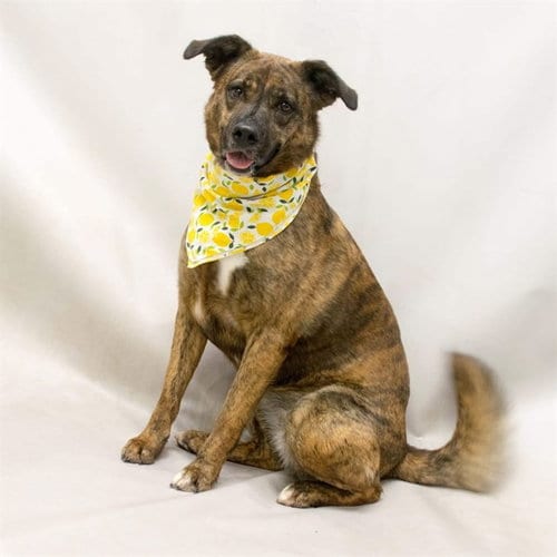 Photo of Gala, adoptable Hound in Sanford, Florida
