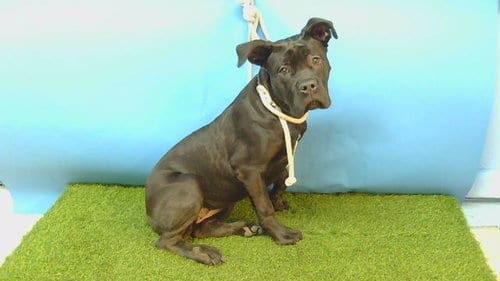 Photo of Peaches, adoptable Cane Corso Mastiff in Gardena, California