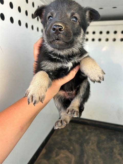 Photo of A170654, adoptable German Shepherd Dog in Bakersfield, California