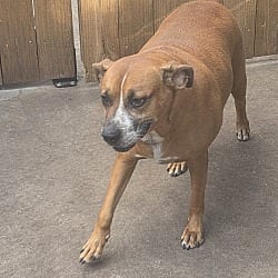 Photo of Jasmine, adoptable Mixed Breed (Large) in Riverview, Florida