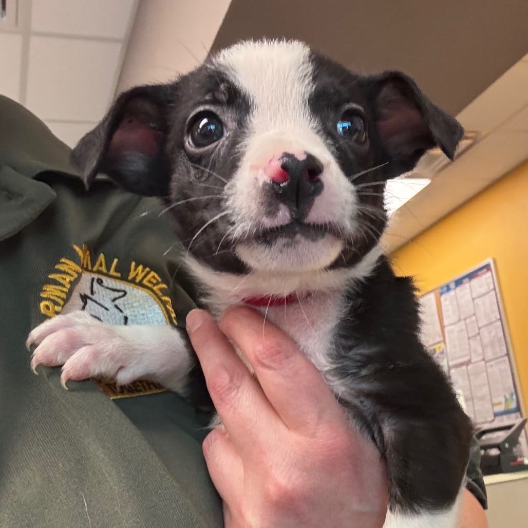 Photo of Julia, adoptable Terrier, Jack Russell / Shepherd, Australian in Bend, Oregon