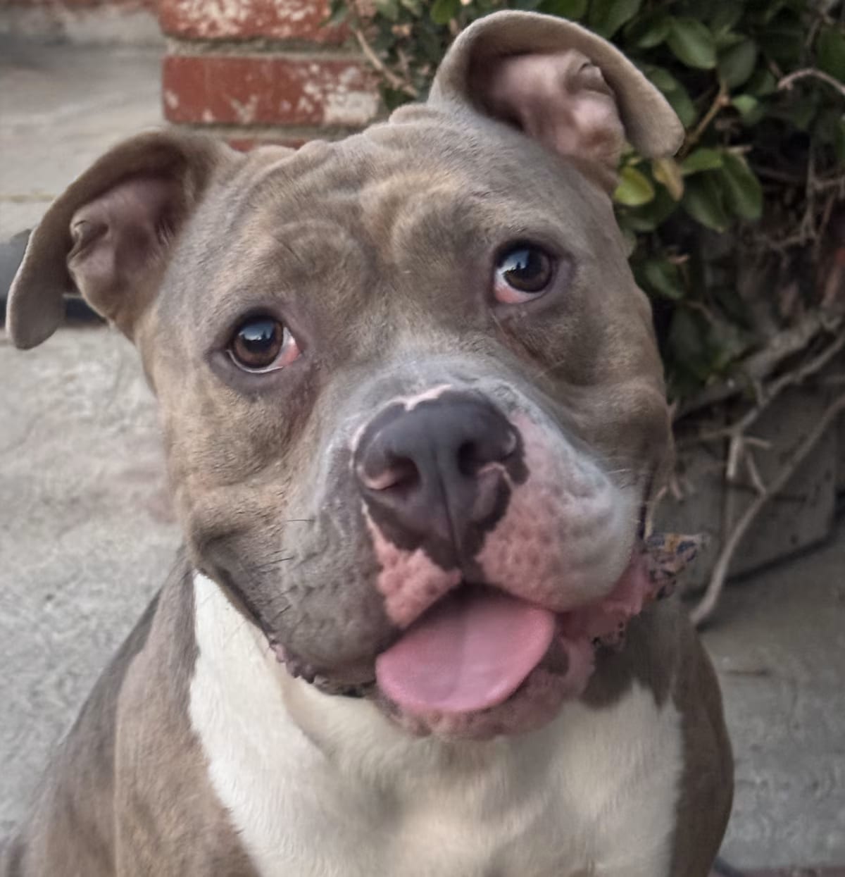 Photo of Elsa, adoptable American Staffordshire Terrier in Valley Glen, California