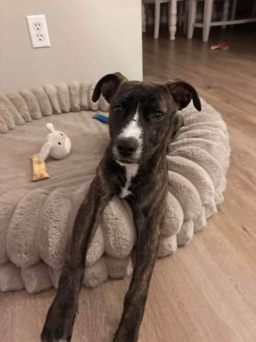 Photo of Layla Rose, adoptable American Pit Bull Terrier in Germantown, Ohio