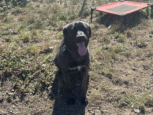 Photo of Aurora, adoptable Labrador Retriever in McKinleyville, California