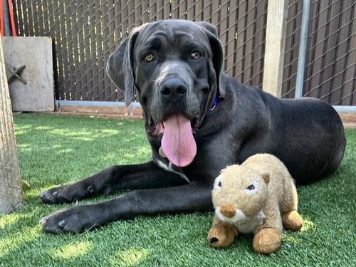 Photo of Sammy, adoptable Cane Corso Mastiff in Palo Alto, California