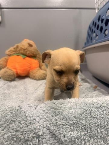 Photo of Tanner, adoptable Terrier in San Martin, California