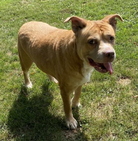 Photo of Missy, adoptable Labrador Retriever in Clinton Township, Michigan