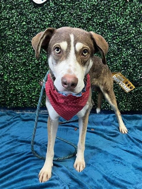 Photo of Allen, adoptable Husky in Corpus Christi, Texas