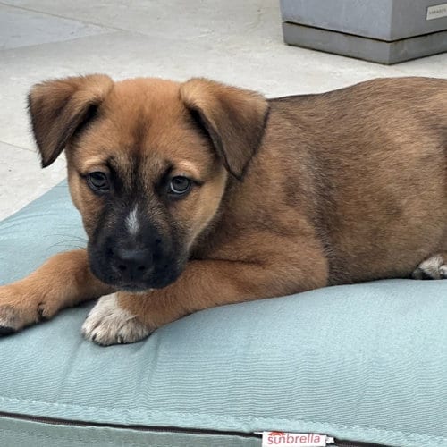Photo of Orange, adoptable Unknown breed in Rancho Santa Fe, California