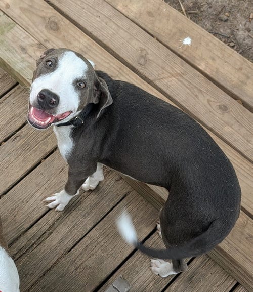 Photo of Thor, adoptable Doberman Pinscher in Virginia Beach, Virginia