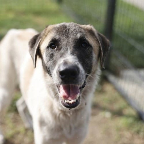 Photo of Gretta, adoptable Great Pyrenees in San Antonio, Texas