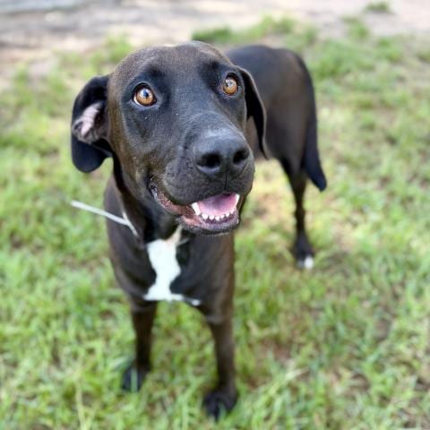 Photo of Starla, adoptable Labrador Retriever in Conroe, Texas
