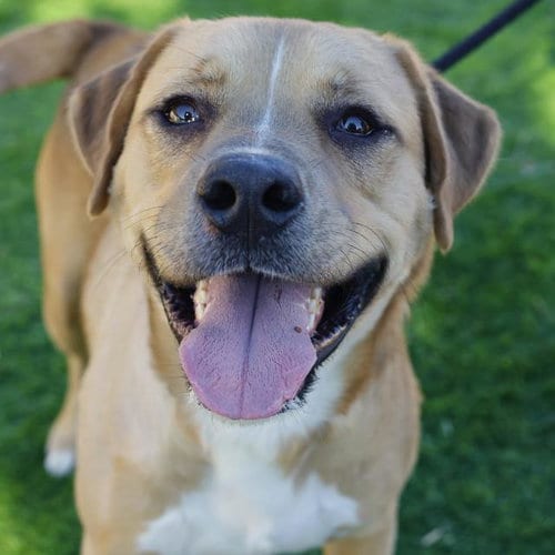Photo of Champ, adoptable Labrador Retriever in San Antonio, Texas