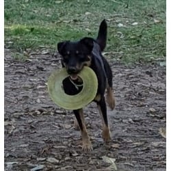 Photo of Diesel, adoptable German Shepherd Dog in Olympia, Washington
