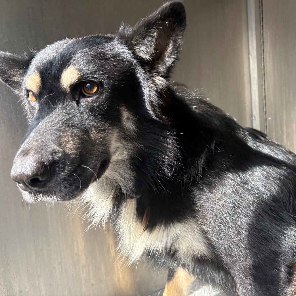 Photo of Jaime, adoptable Shepherd in Brownsville, Texas