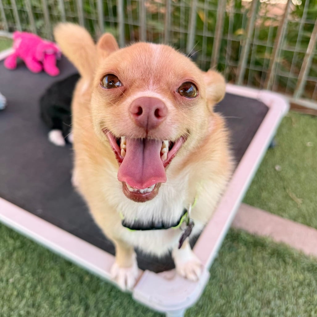 Photo of Theodore, adoptable Chihuahua in Agoura Hills, California